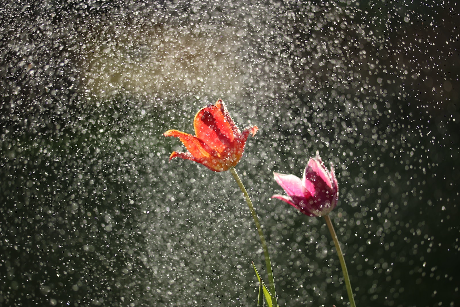 as flores bebem agua